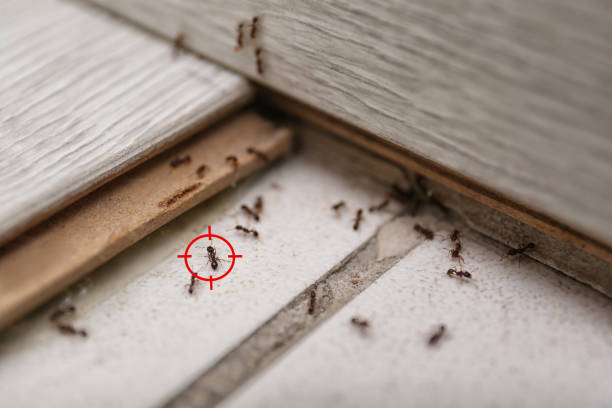 Best Wasp Removal Services  in Bexley, OH