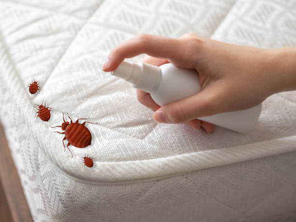 Best Termite Control Services  in Bexley, OH
