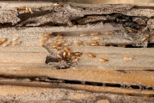 Best Ant Control Services  in Bexley, OH