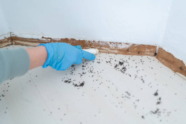 Best Spider Control Near Me  in Bexley, OH
